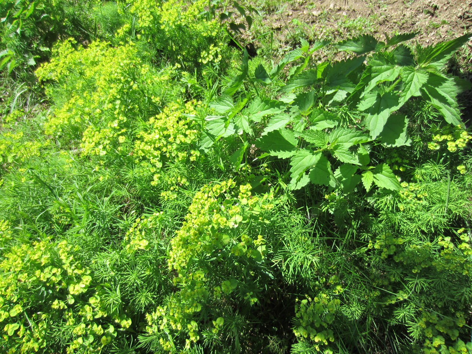 IMG_9768 Wolfsmilch Meierhu00f6fen.jpg