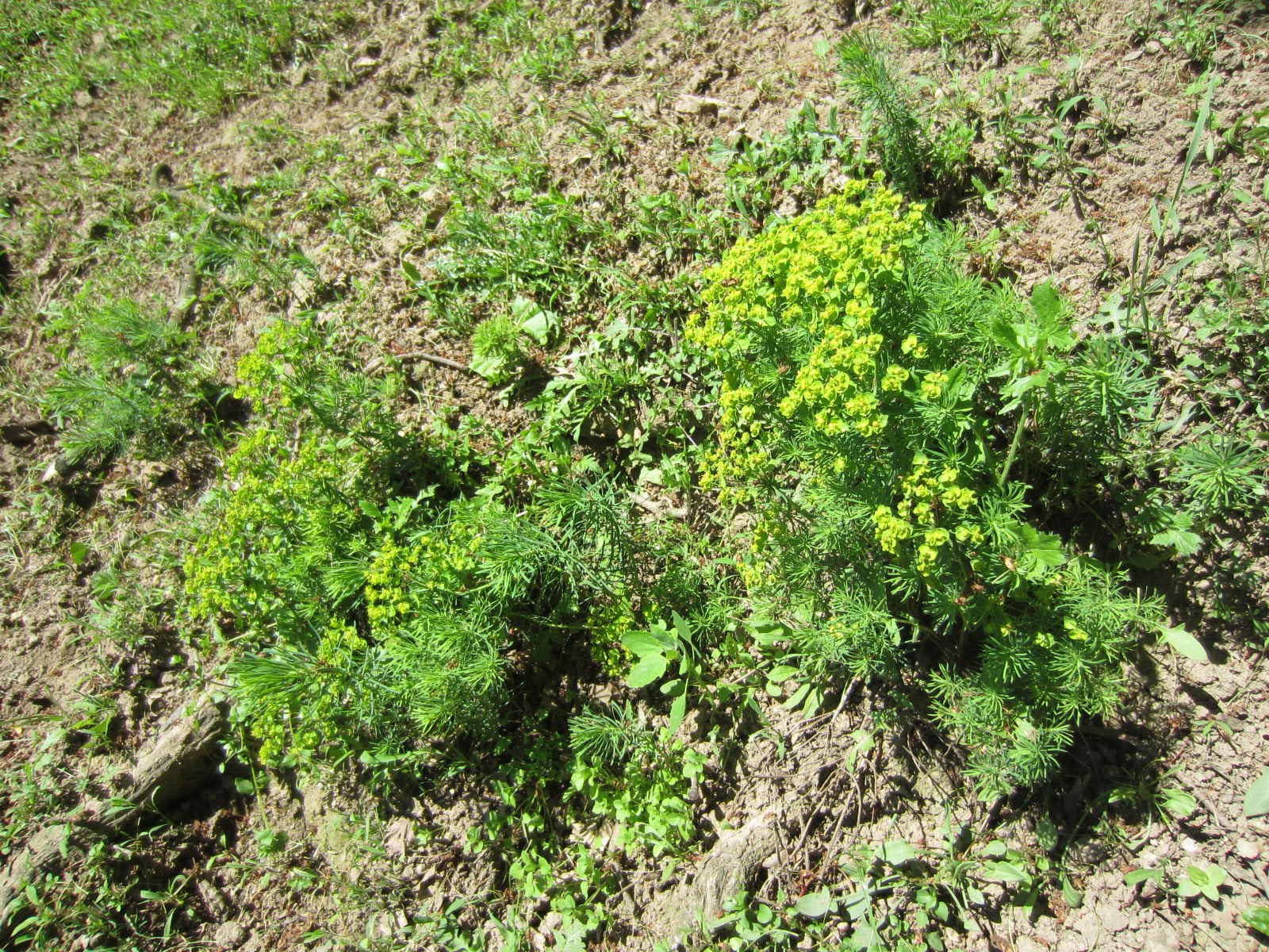 IMG_9772 Wolfsmilch Meierhu00f6fen.jpg