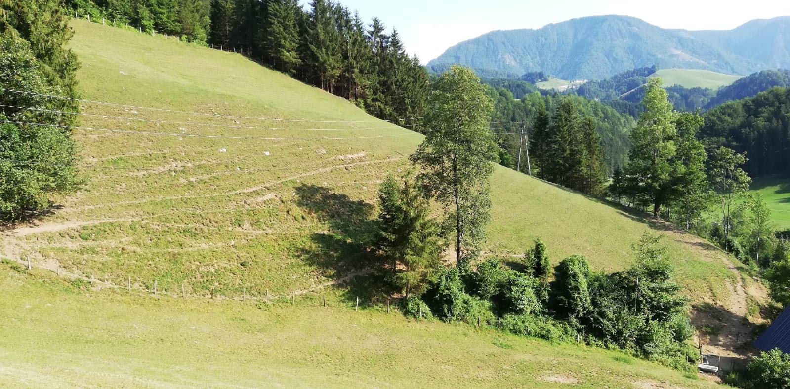 blaimauer-trockenheit-wiesenschu00e4den-whatsapp-image-2019-07-26-at-17.35.52