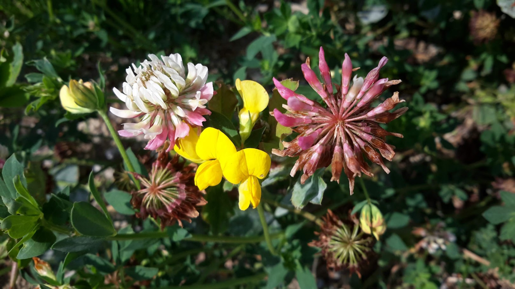 Auf zeitweise trocken und nassen Standorten kommen Hornklee und Schwedenklee gemeinsam vor (Friedreichs)
